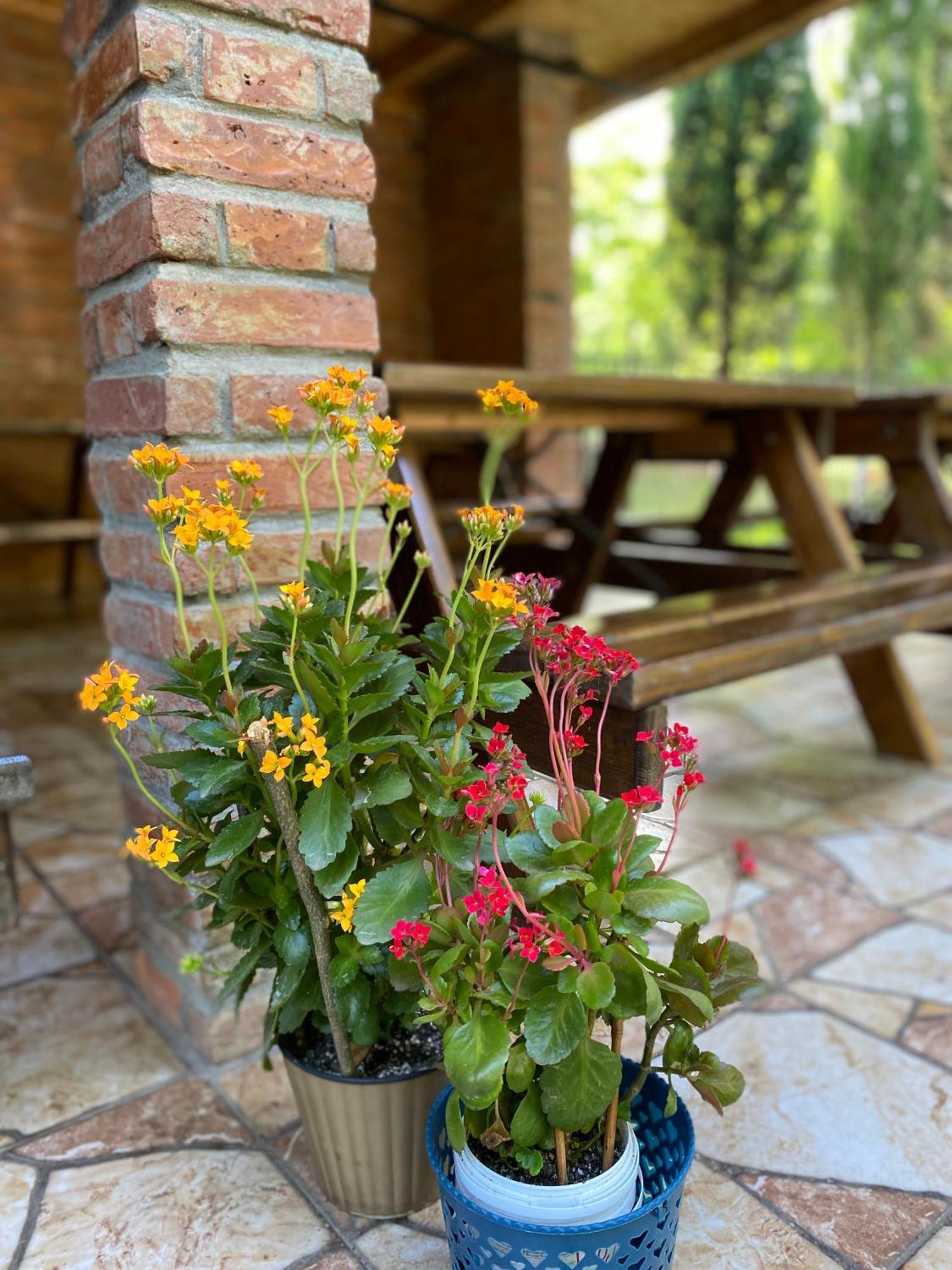 Guest House Shekvetili Dış mekan fotoğraf